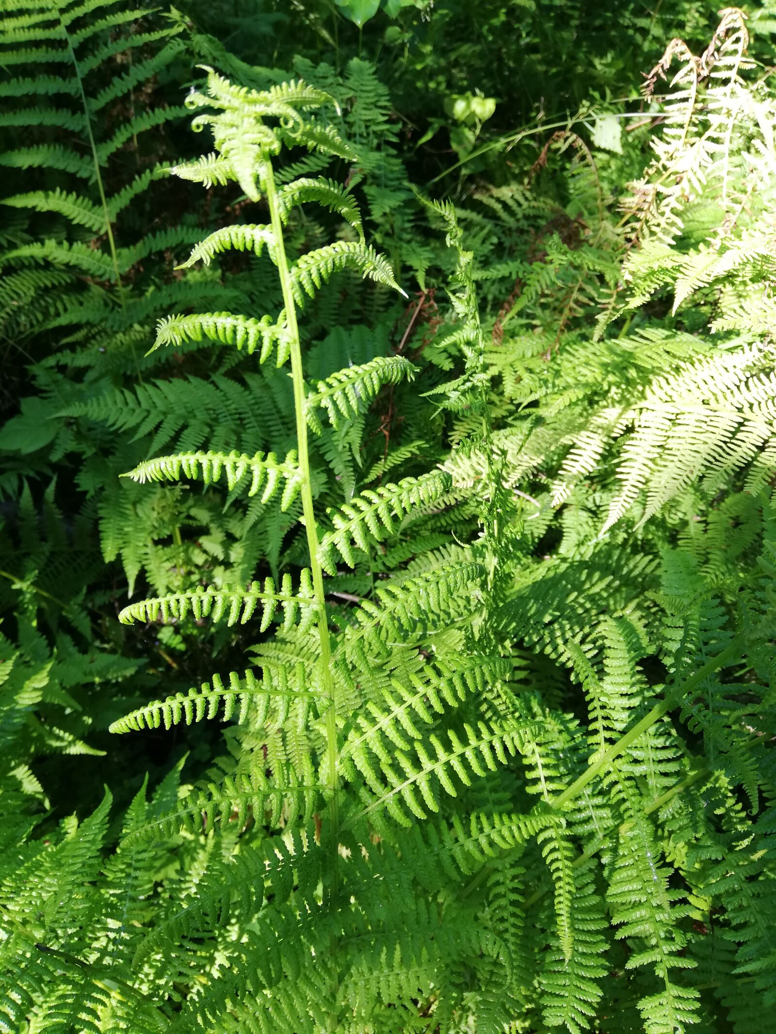 HUAWEI P20 lite sample photo. Fern, forest, summer photography