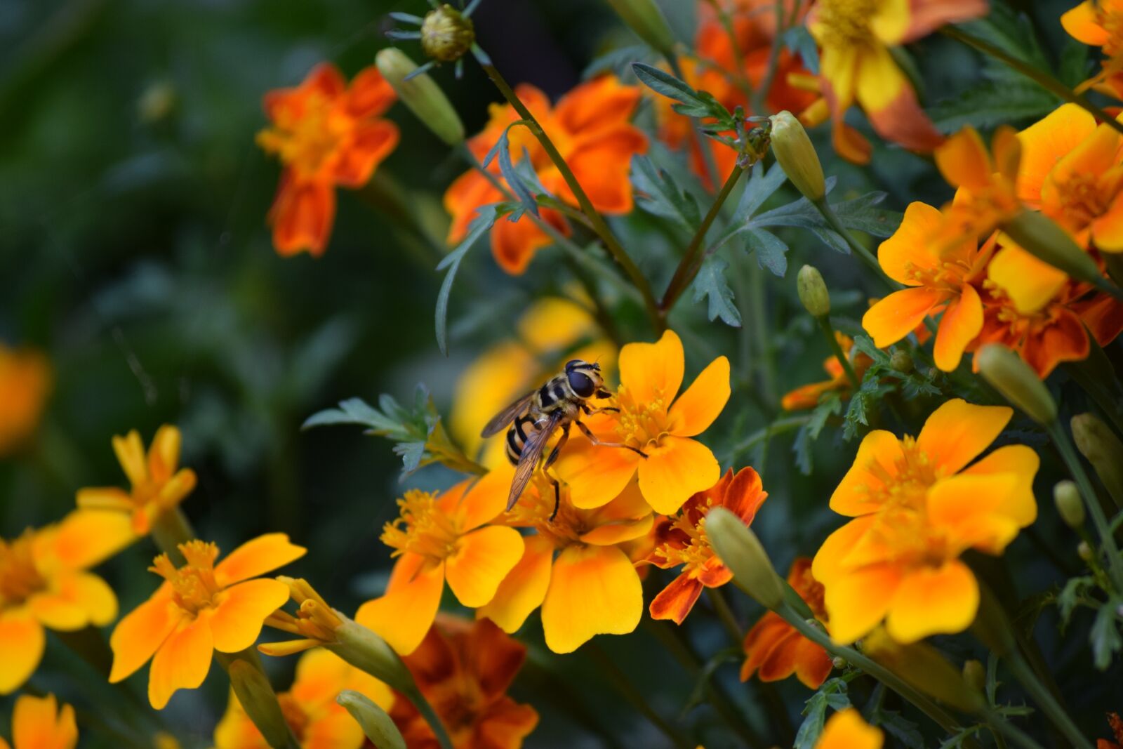 Nikon D3300 sample photo. Bee, flowers, nature photography
