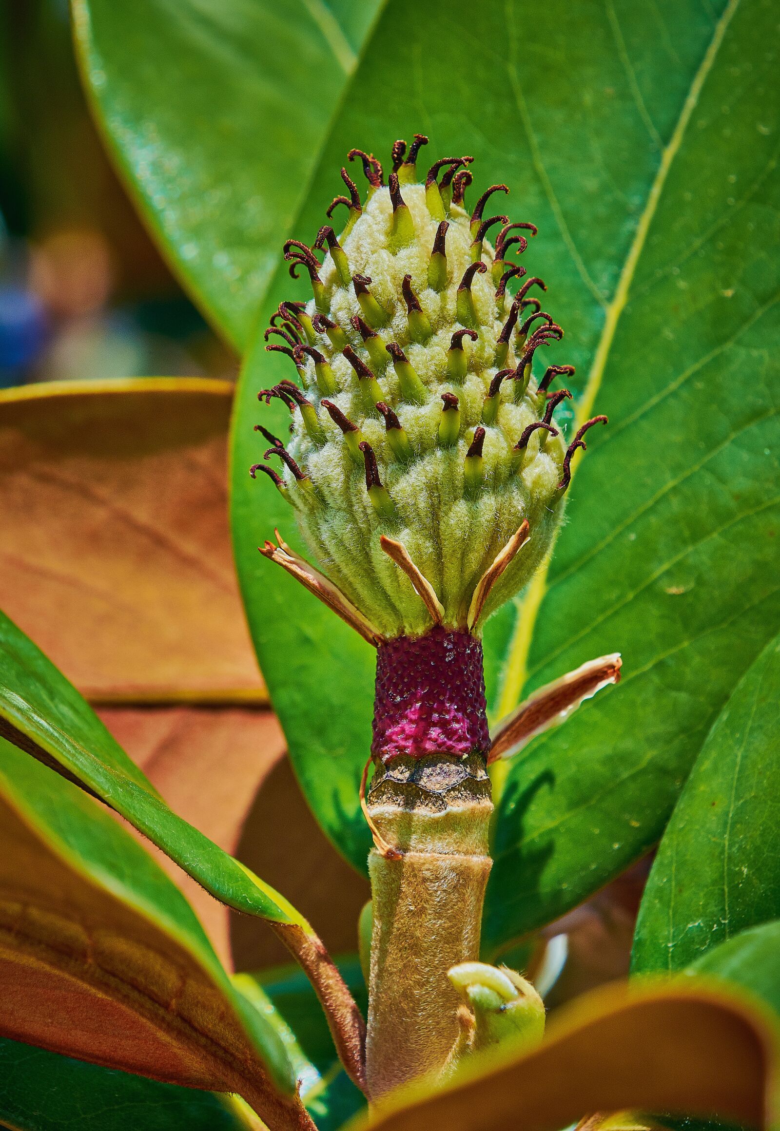 Nikon D7200 sample photo. Outbreak, leaf, plant photography