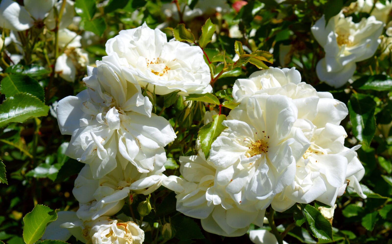 Nikon D3200 sample photo. Rose, floribunda, blossom photography