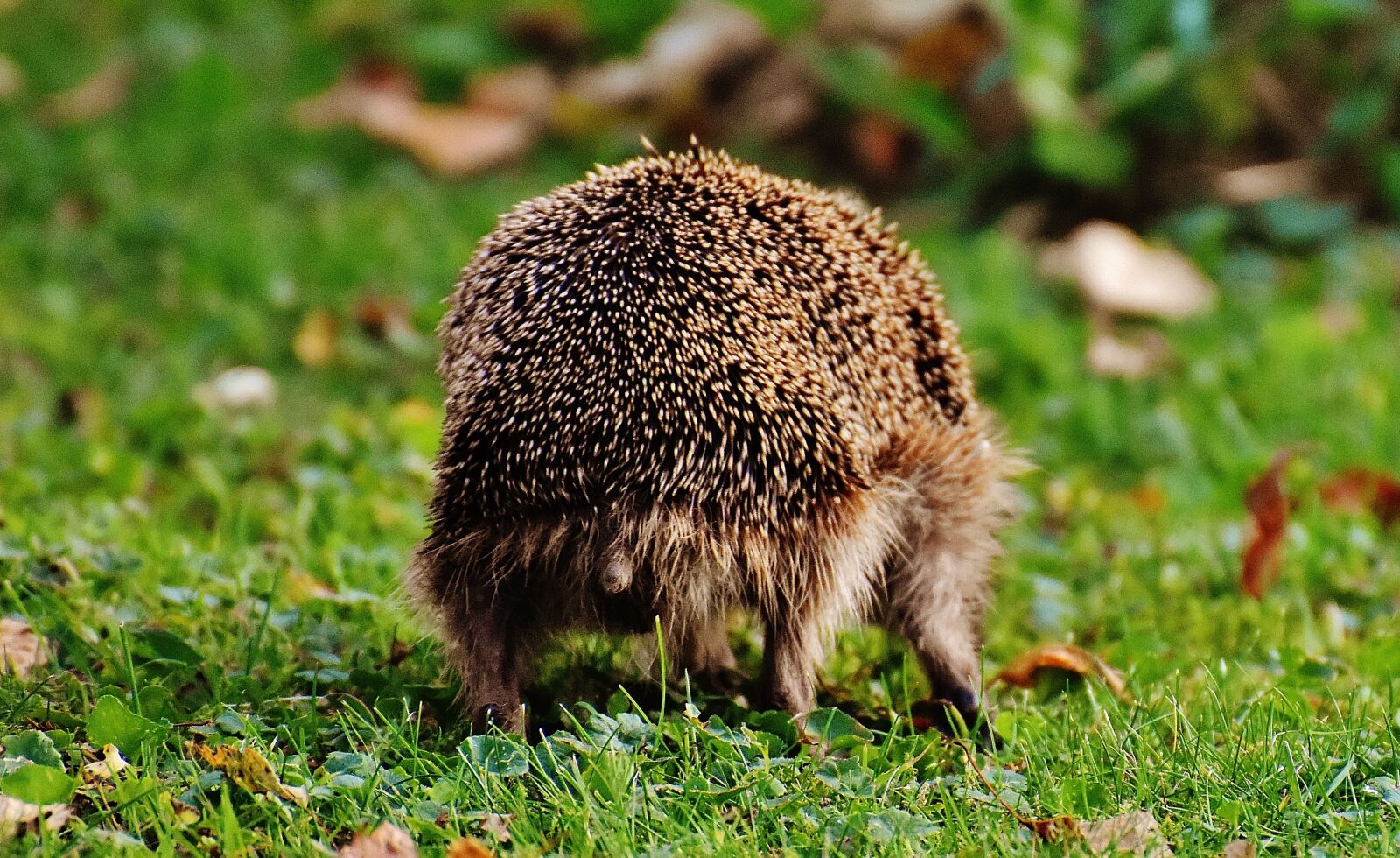 Nikon D7200 sample photo. Hedgehog, animal, spur photography