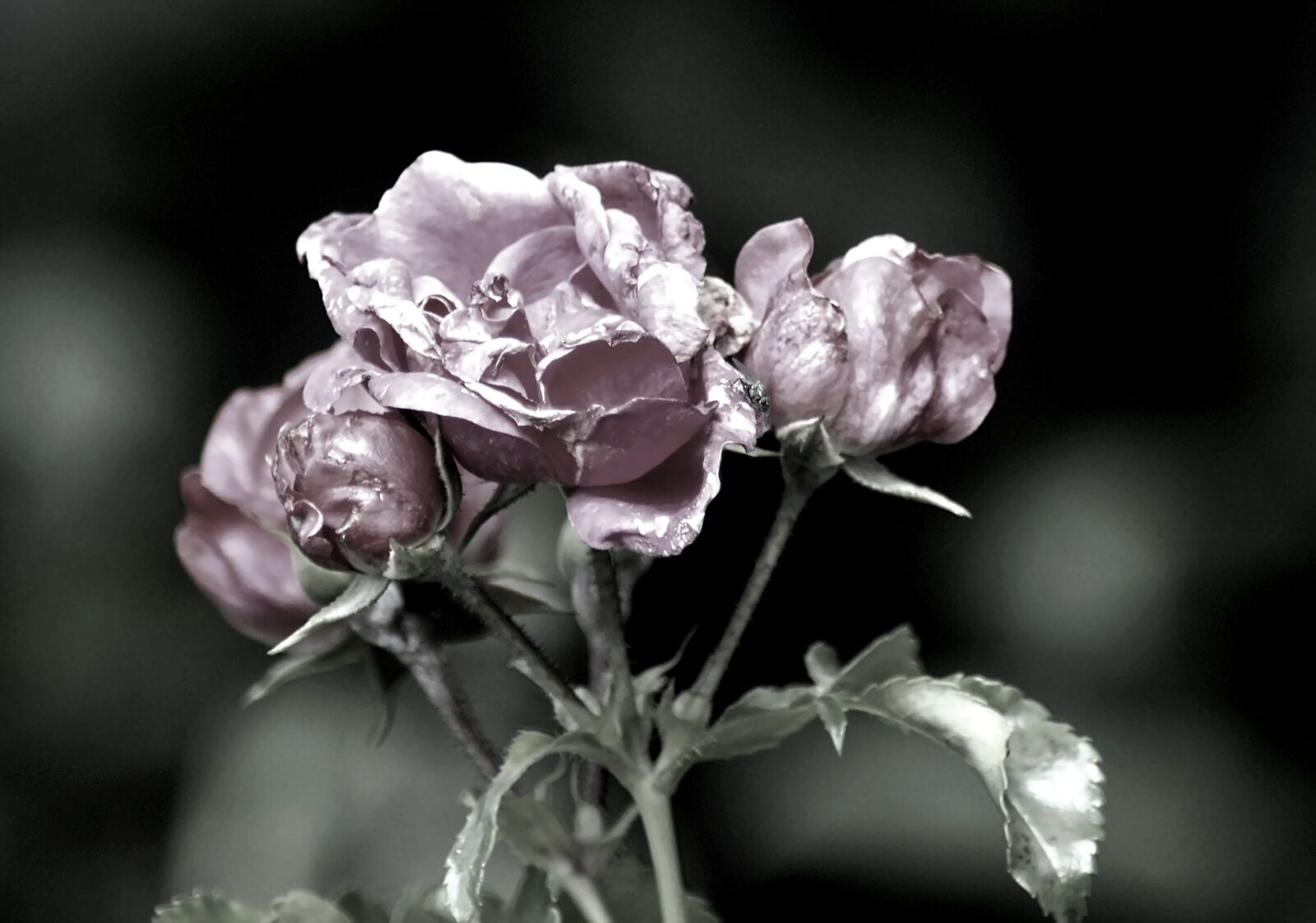 Nikon D3200 sample photo. Blossom, bloom, flower photography