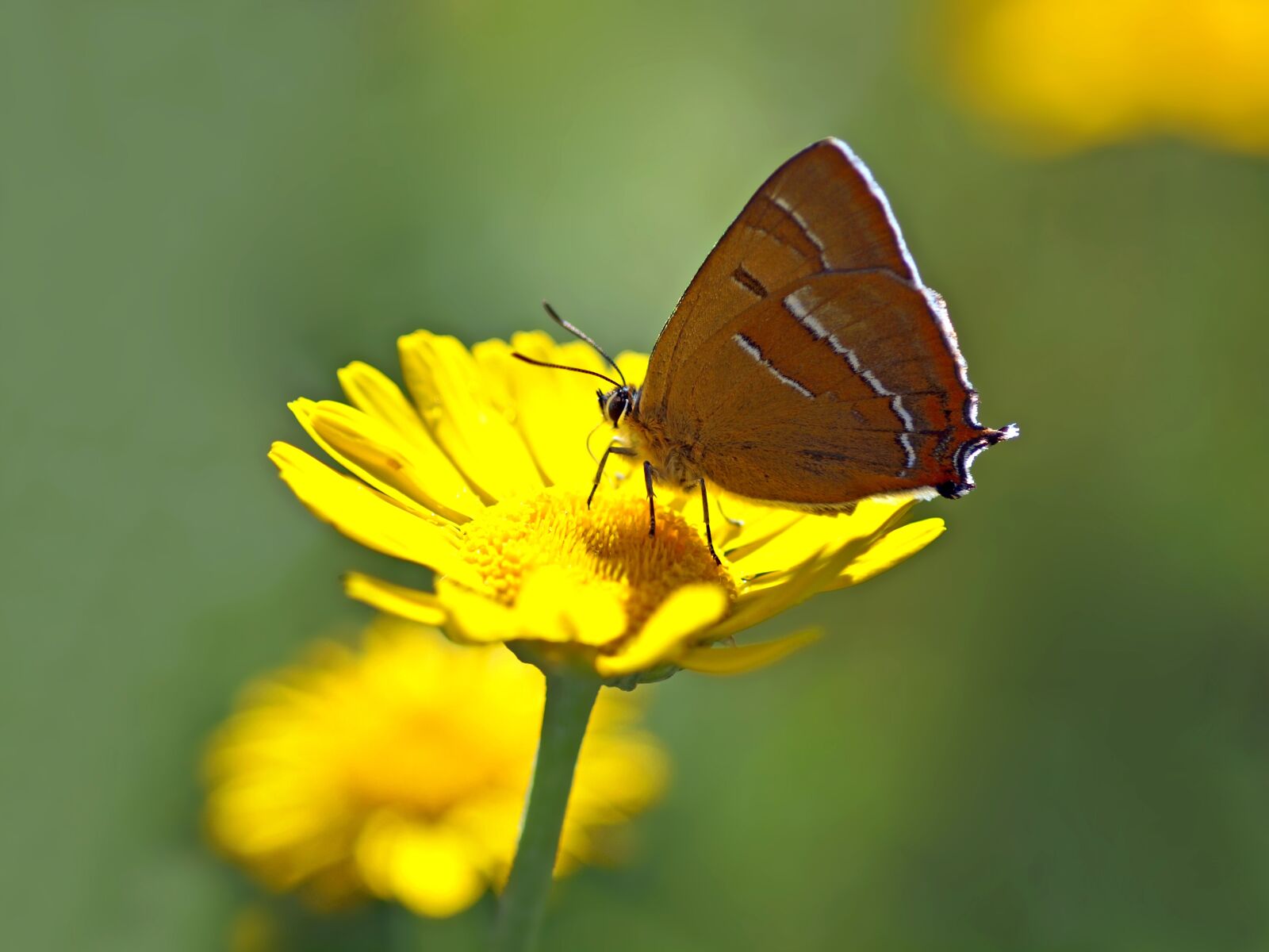 Olympus E-30 sample photo. Common blue, kidney-spot hairstreak photography