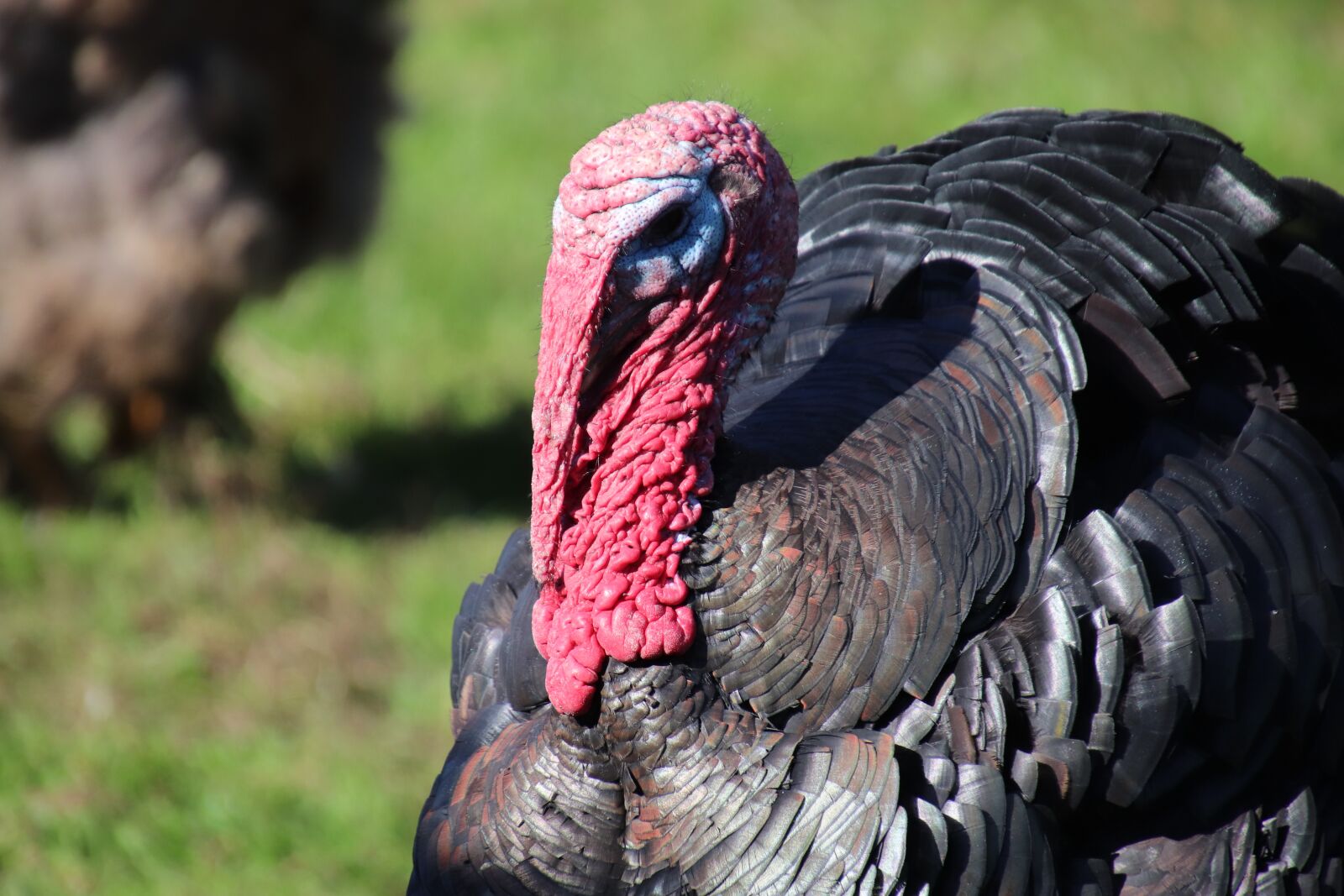 Canon EOS 800D (EOS Rebel T7i / EOS Kiss X9i) sample photo. Turkey, gallinacées, poultry photography
