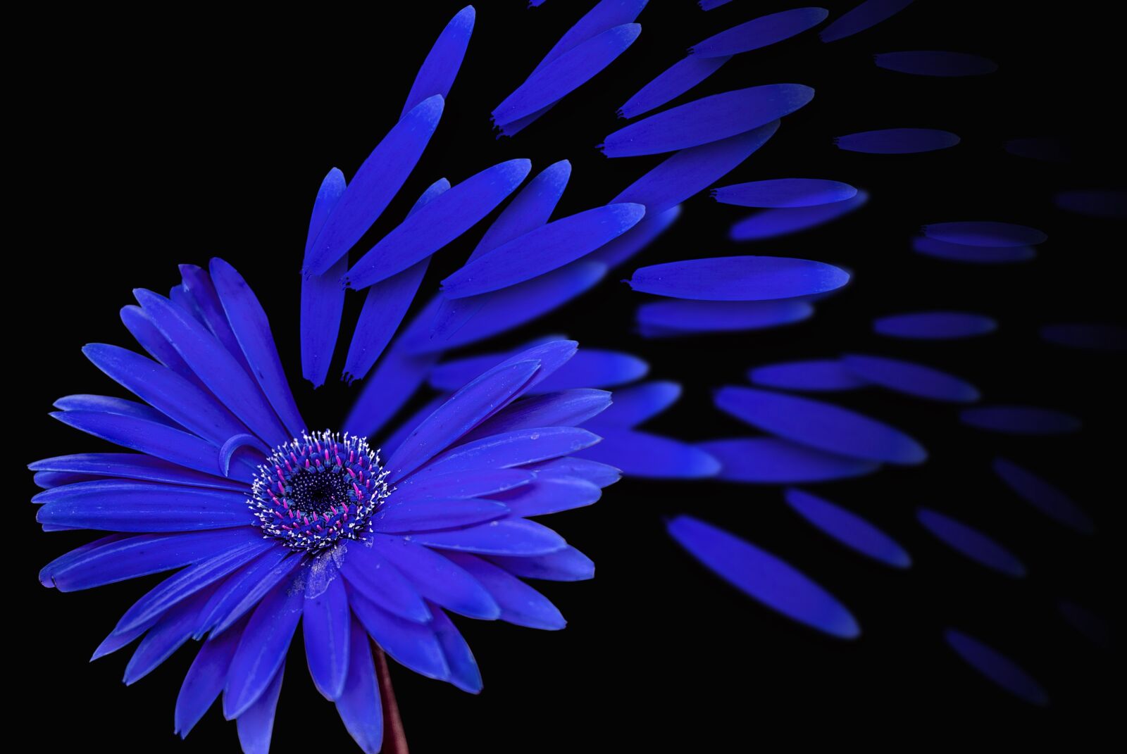 Nikon D60 sample photo. Flower g rbel, flowers photography