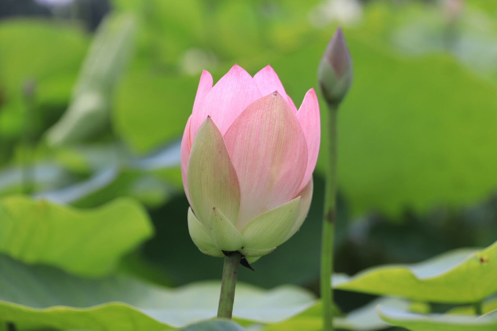Canon EOS 800D (EOS Rebel T7i / EOS Kiss X9i) sample photo. Lotus, pond, lake photography