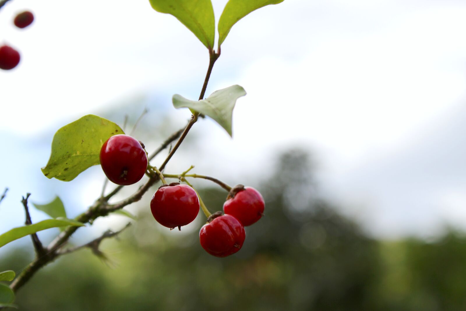 Canon EOS 1300D (EOS Rebel T6 / EOS Kiss X80) sample photo. Fruits, wild fruits, berries photography
