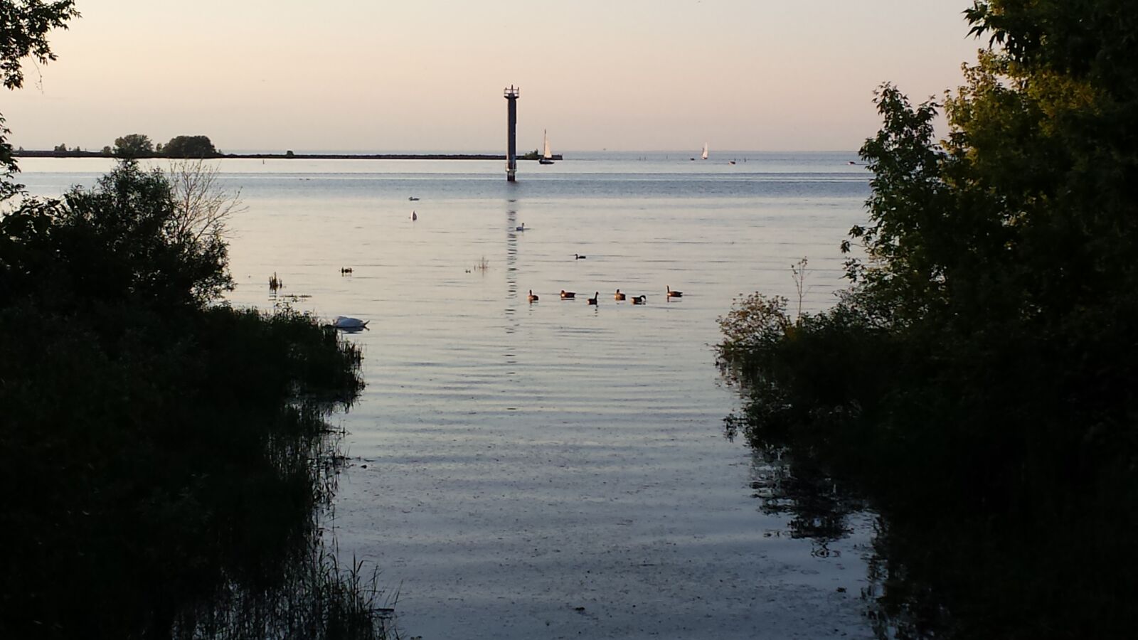 Samsung Galaxy S4 sample photo. Water, bird, duck photography