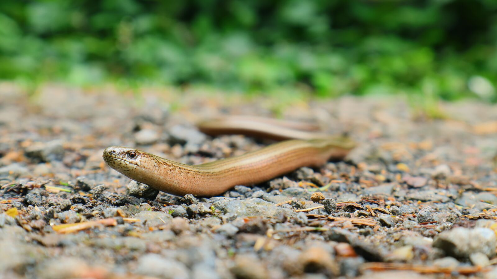 Canon EOS M50 (EOS Kiss M) sample photo. Slow worm, snake, reptile photography