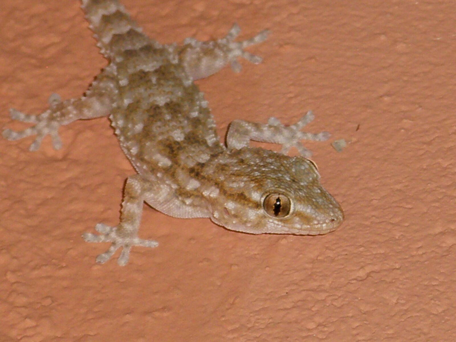 Olympus u820,S820 sample photo. Santarostro, reptile, nature photography