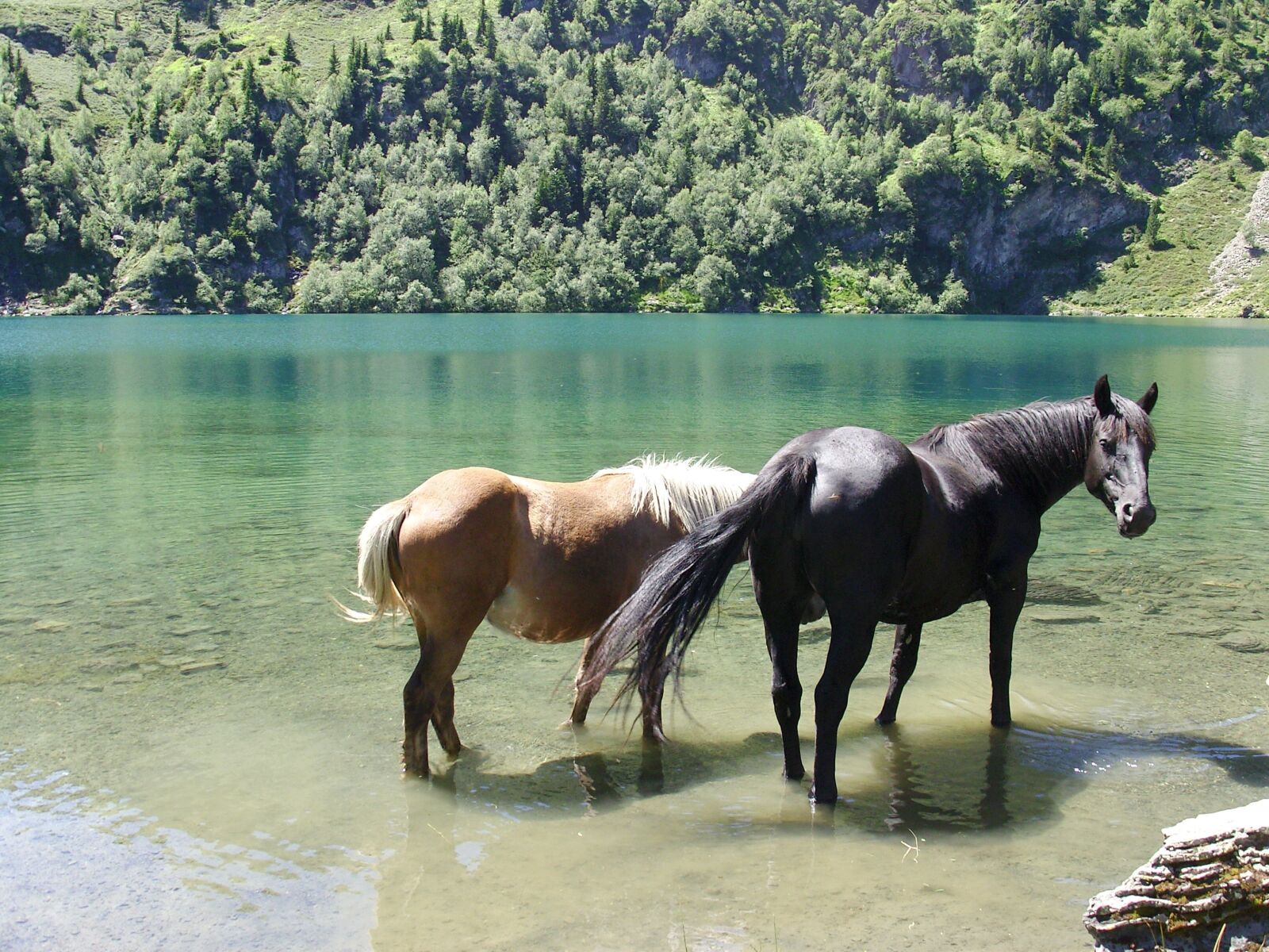 Samsung VLUU NV 7, NV 7 sample photo. Horse, lake, landscape photography