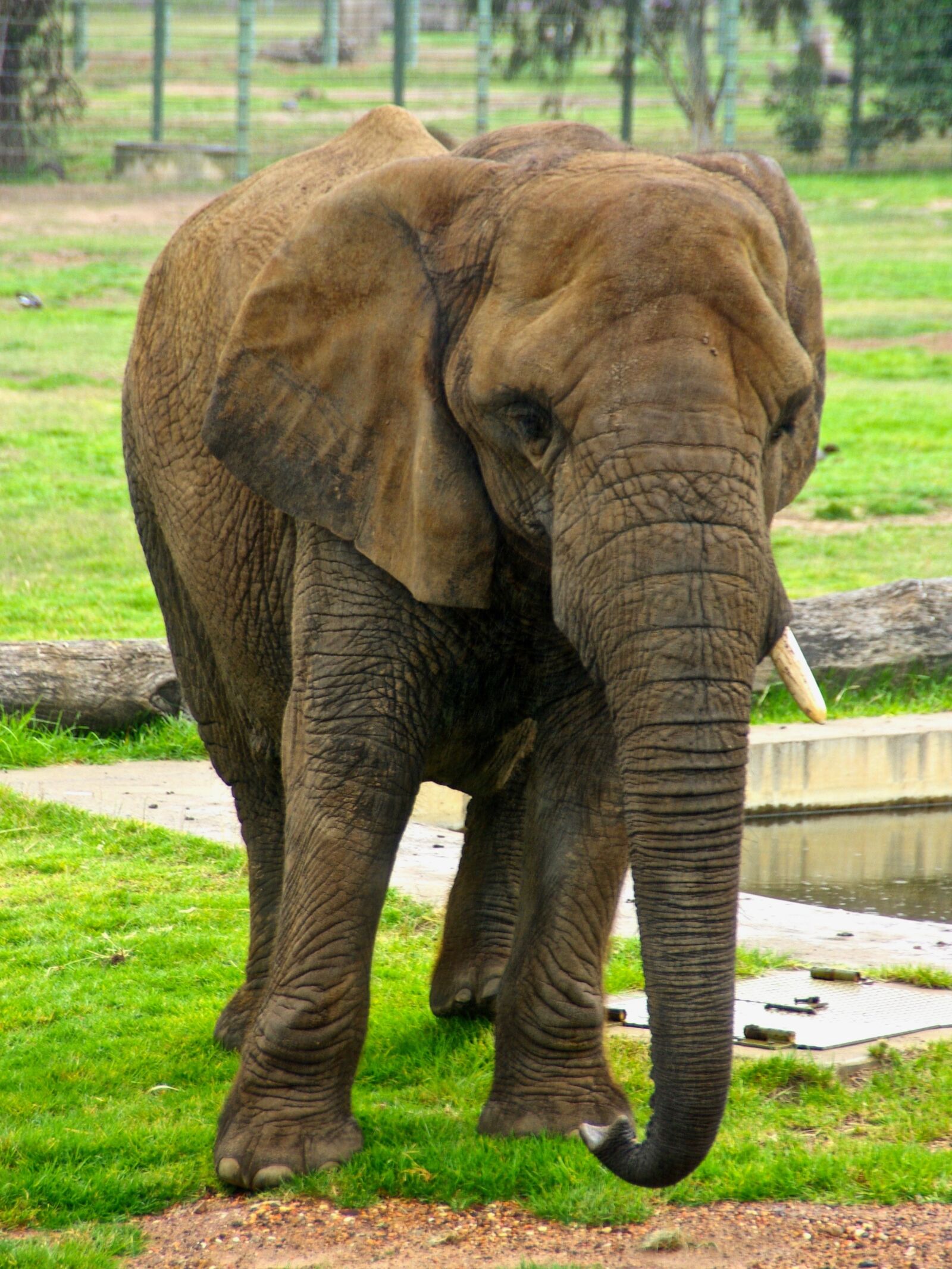 Pentax K10D sample photo. Elephant, trunk, pachyderm photography