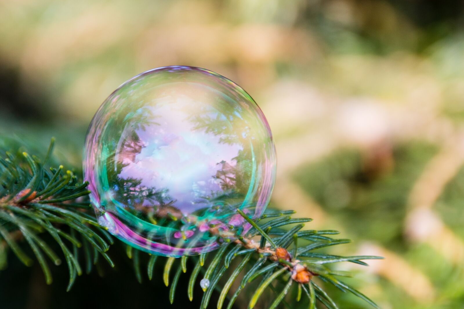 Nikon D3100 sample photo. Bubble, tree, bubble blower photography