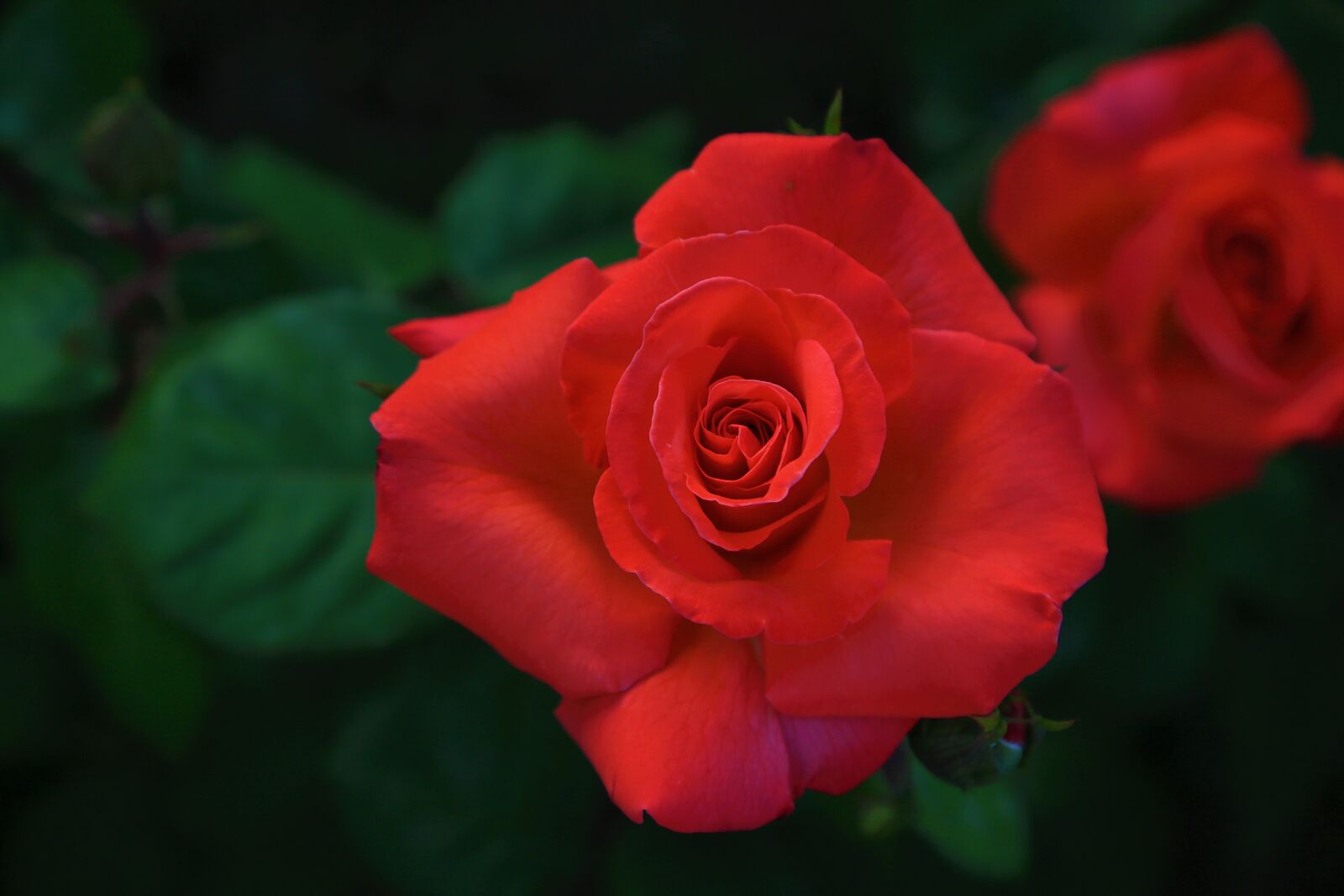 Canon EOS 5D Mark III sample photo. Rose, red, beautiful photography