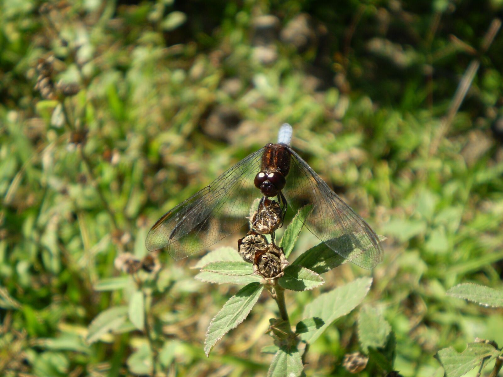Olympus FE210,X775 sample photo. Dragonfly, old water, insect photography