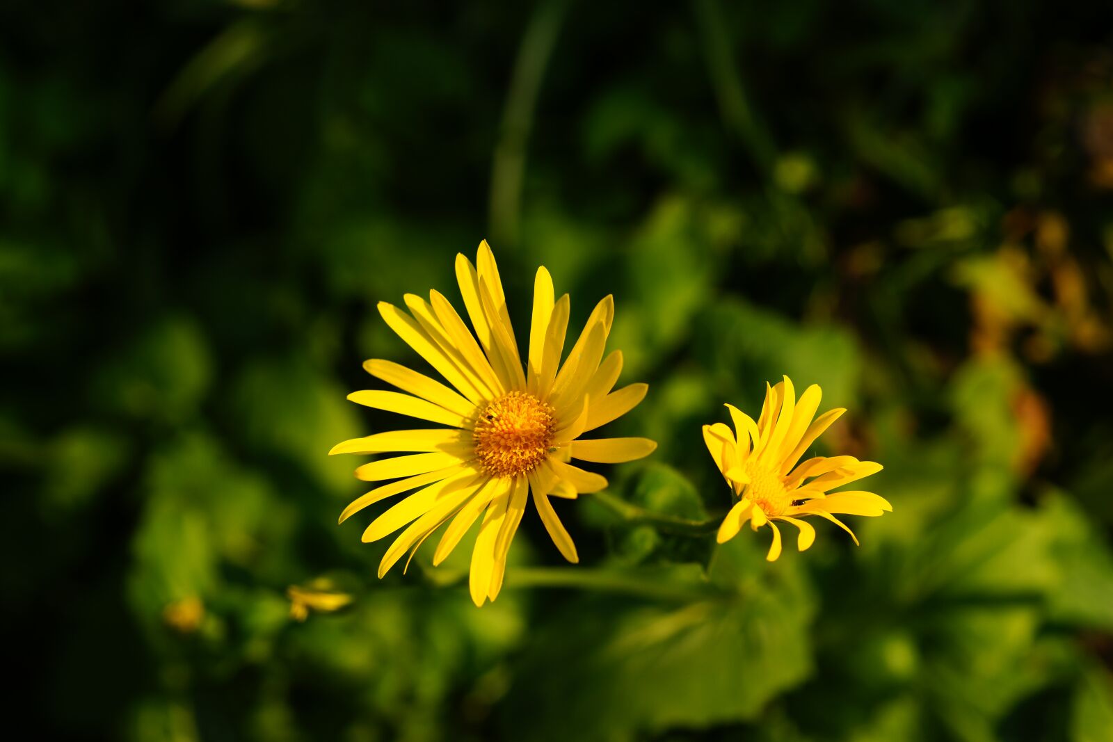 Sony Alpha DSLR-A900 sample photo. Flower, yellow, garden easter photography