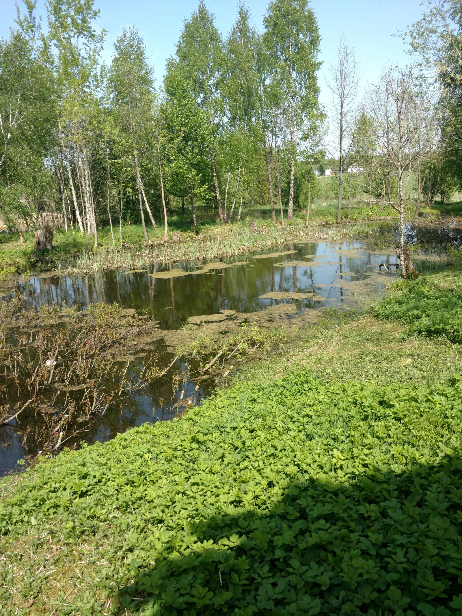 Motorola Moto X Style sample photo. Pond, water, green photography
