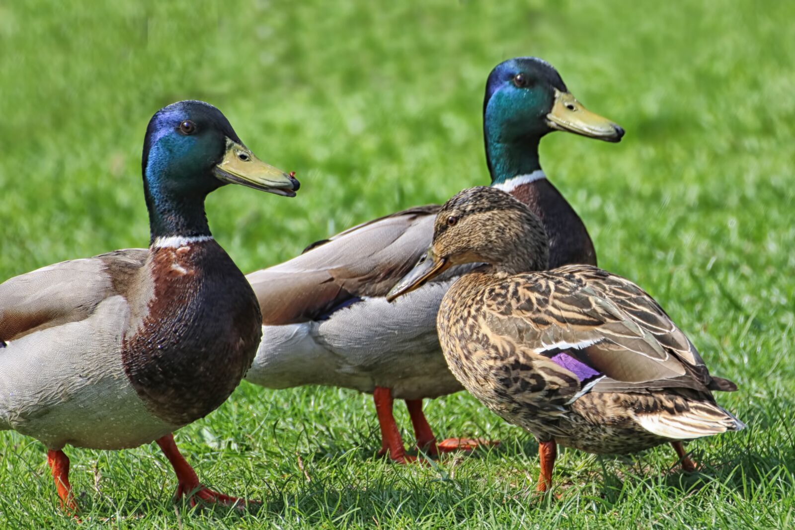 Canon EOS 600D (Rebel EOS T3i / EOS Kiss X5) sample photo. Ducks, mallards, meadow photography