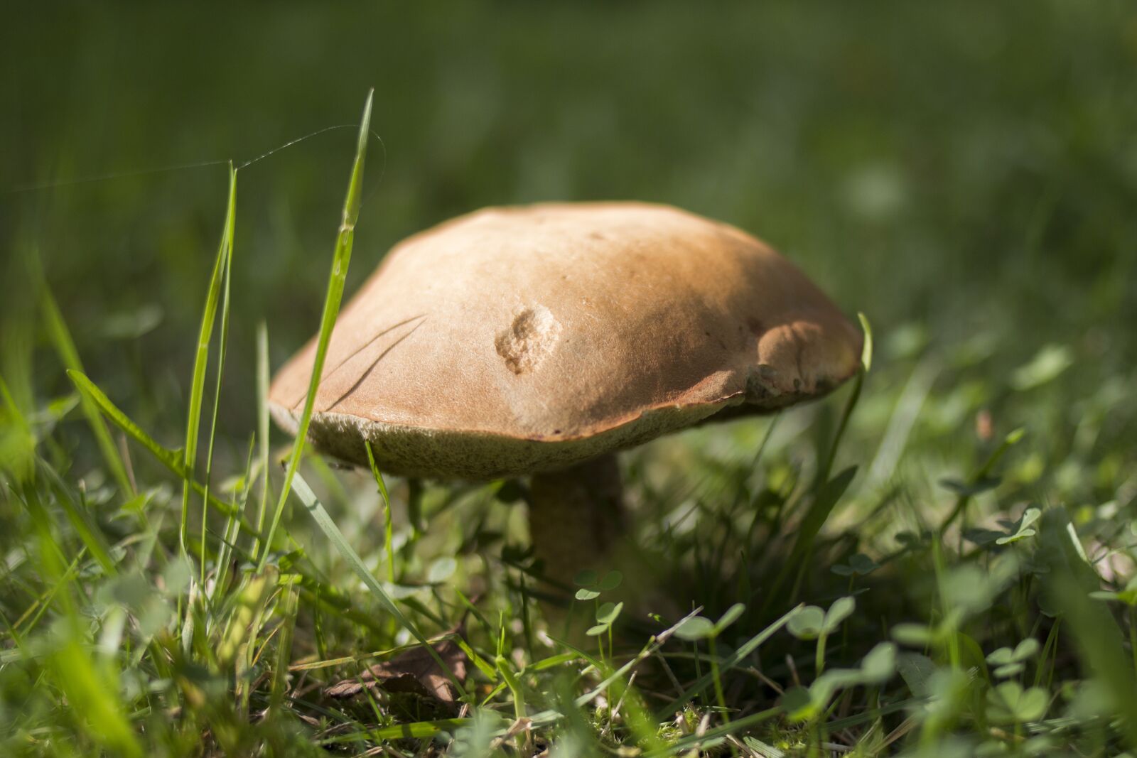 Canon EOS 70D + Canon EF 35mm F2 sample photo. Mushroom, nature, autumn photography