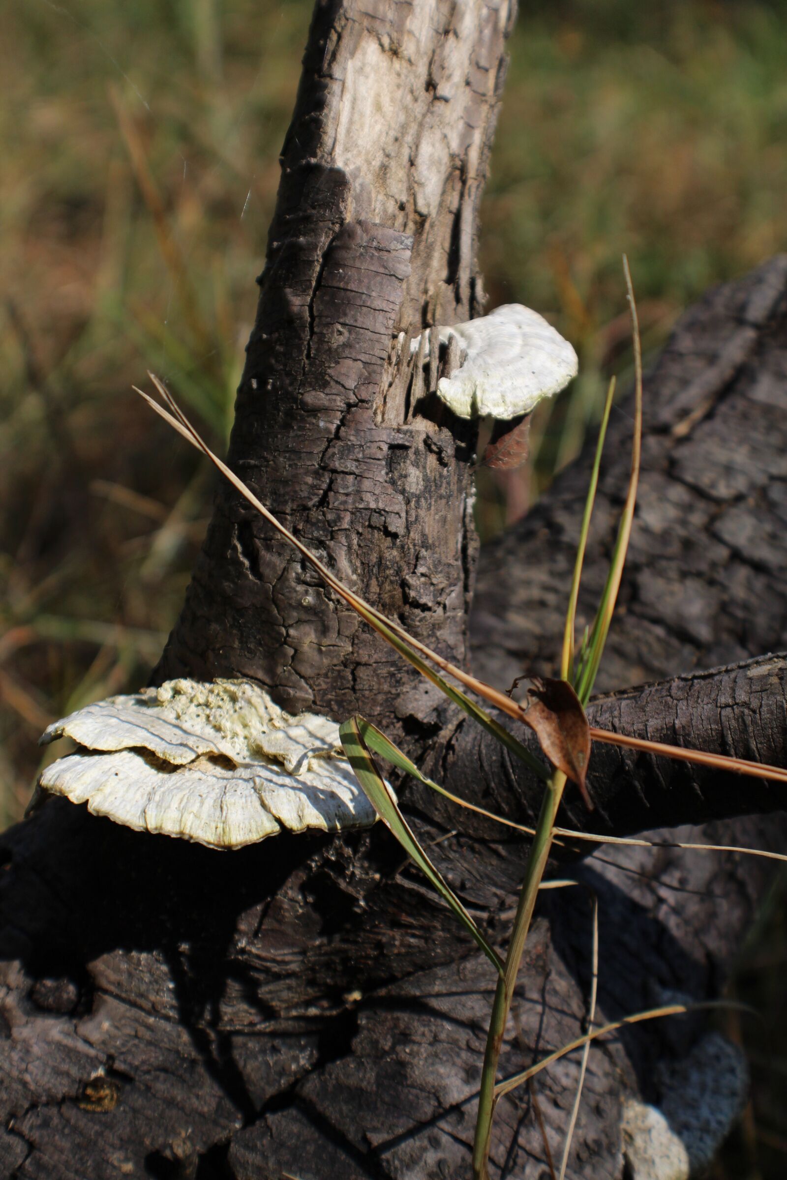 Canon EOS 650D (EOS Rebel T4i / EOS Kiss X6i) sample photo. Mushroom, fungus, plant photography