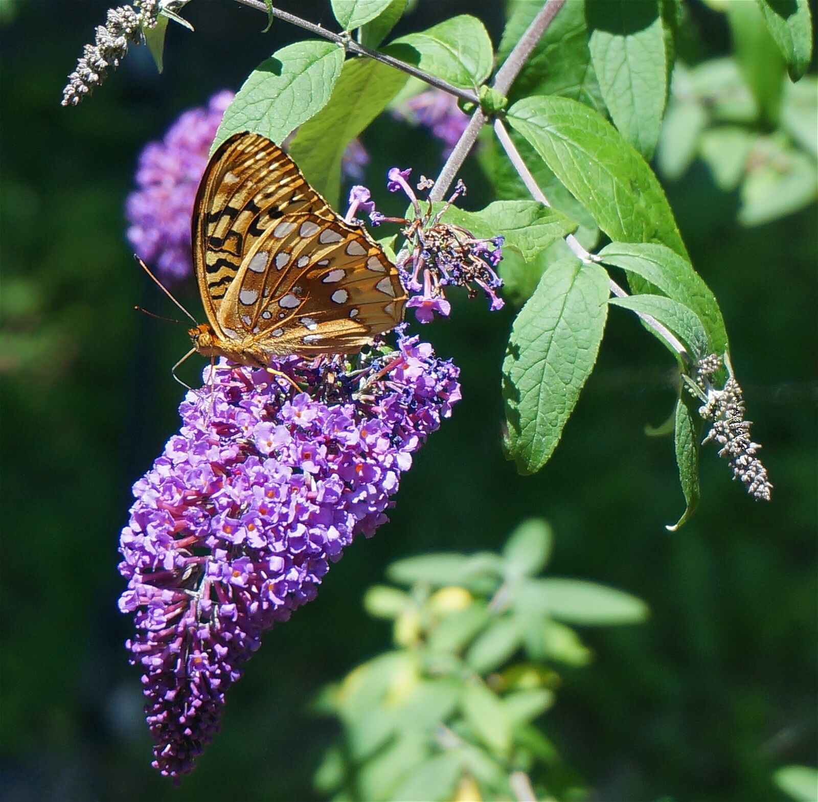 Sony Alpha NEX-5T sample photo. Fritillary butterfly, butterfly, nature photography