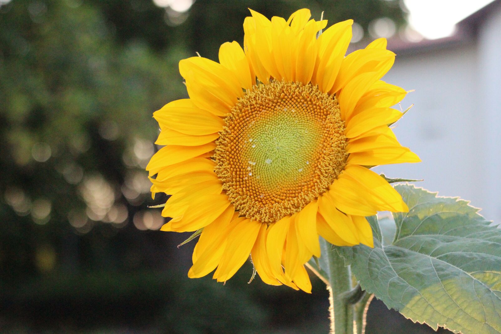 Canon EOS 600D (Rebel EOS T3i / EOS Kiss X5) + Canon EF 50mm F1.8 STM sample photo. Sunflower, summer flower, blossom photography