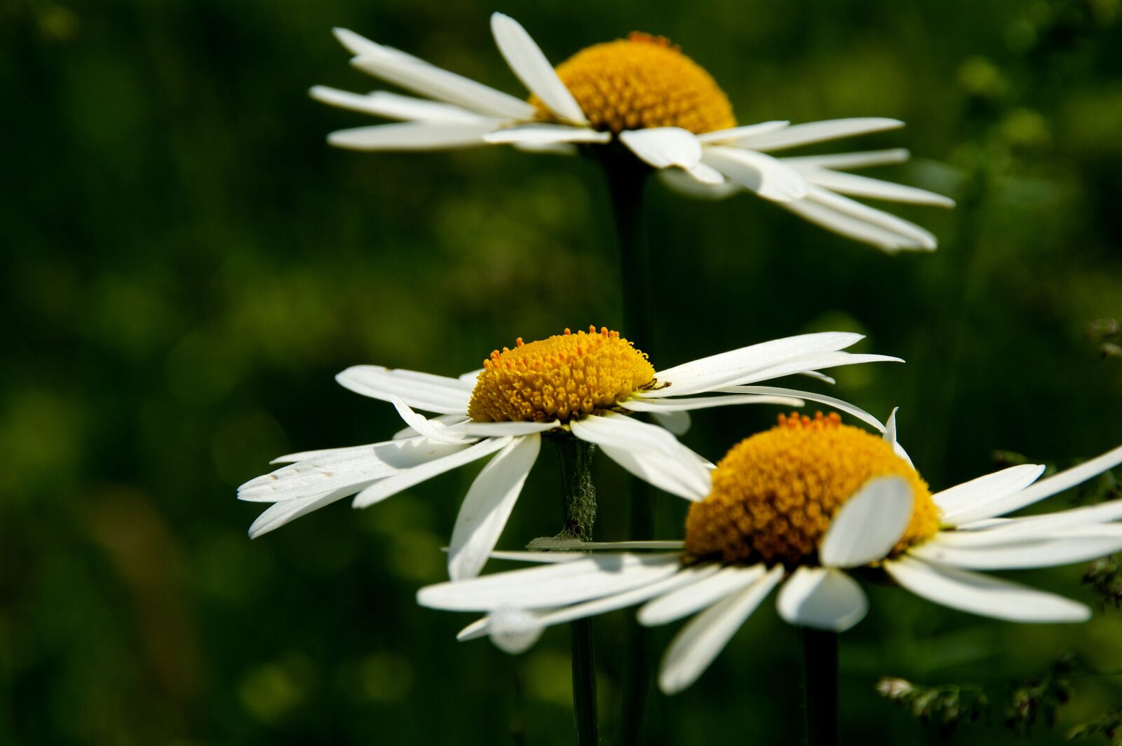 Sony Alpha DSLR-A350 sample photo. Daisy, flower, close up photography