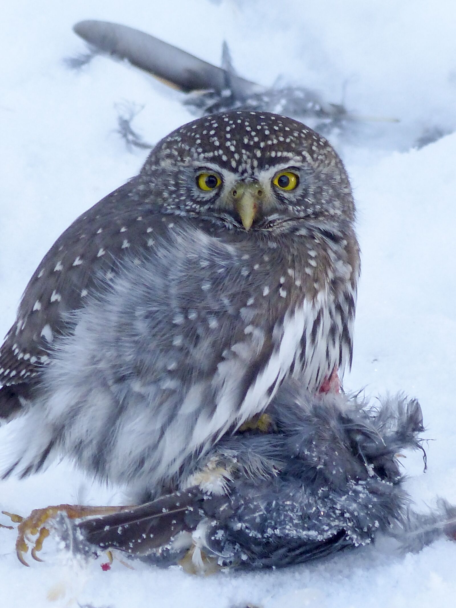 Panasonic Lumix DMC-FZ200 sample photo. Owl, young, hunter photography