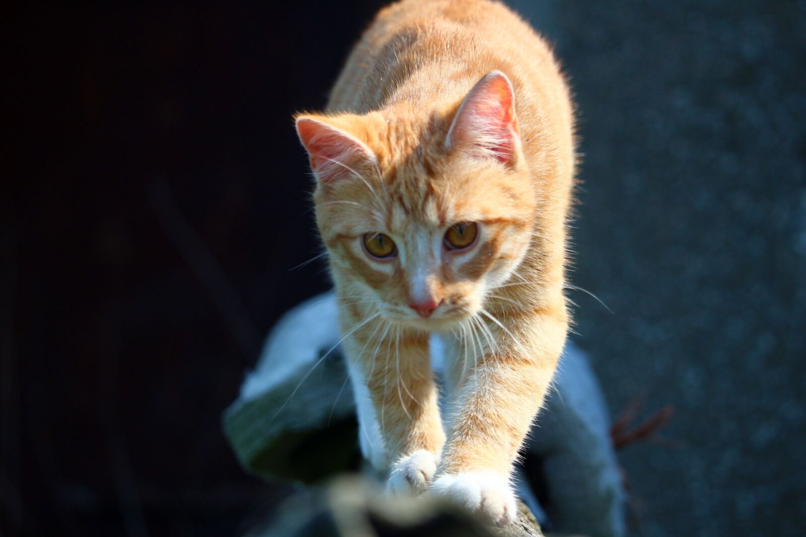 Canon EOS 100D (EOS Rebel SL1 / EOS Kiss X7) sample photo. Cat, kitten, mieze photography