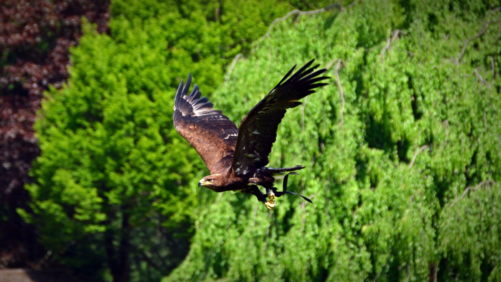 Nikon D5200 sample photo. Adler, bird, raptor photography