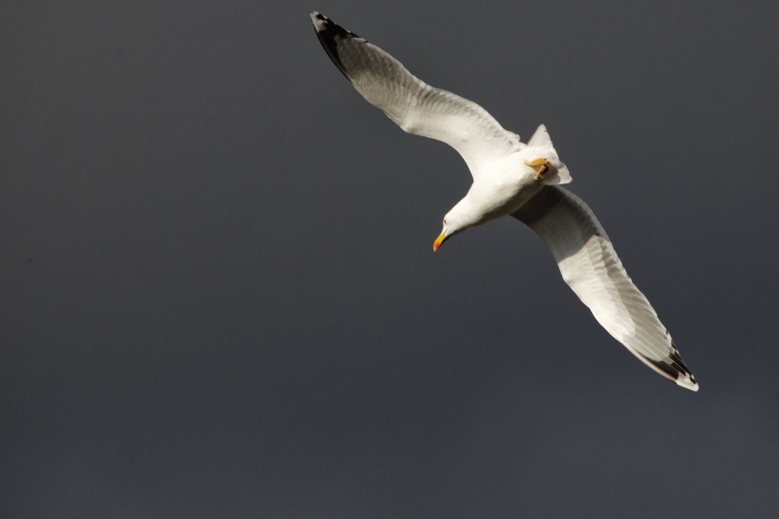 Canon EOS 5D Mark II sample photo. Seagull, animal, bird photography