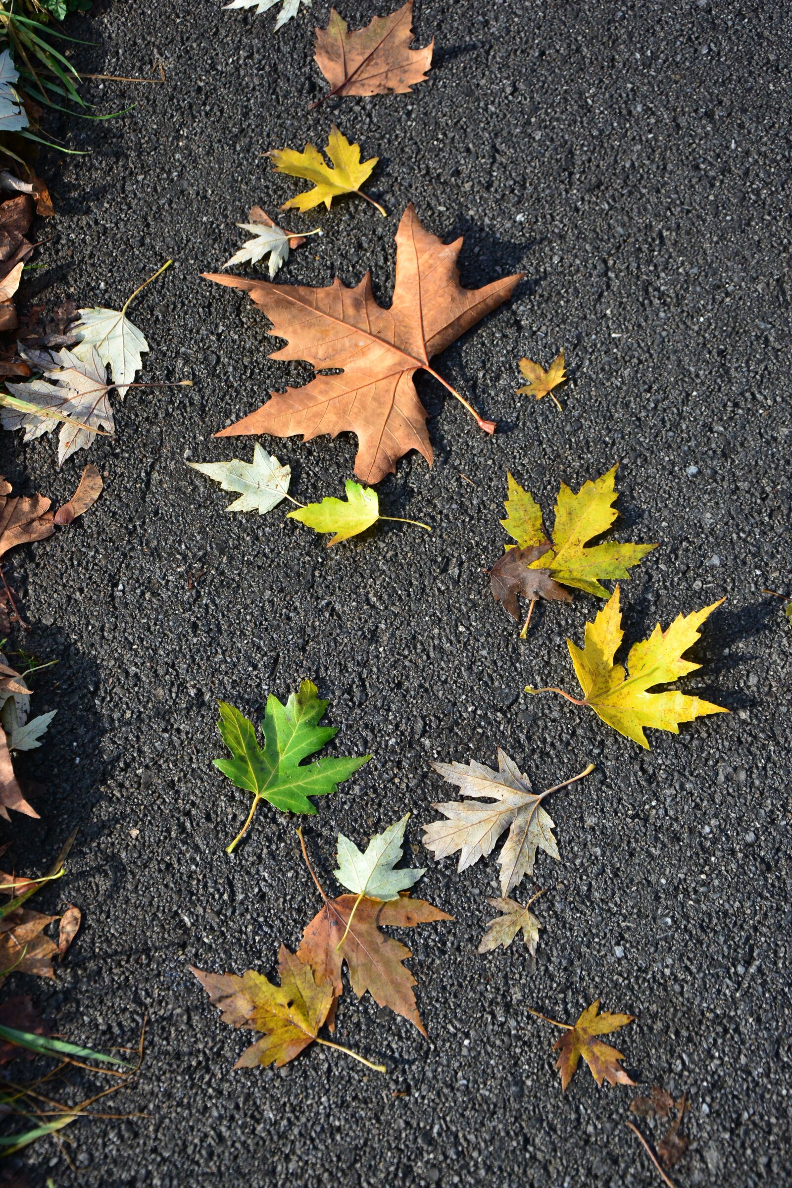 Nikon D7100 sample photo. Leaves, autumn, road photography