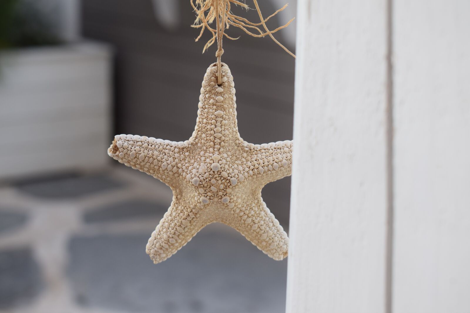 Nikon D3300 sample photo. Starfish, beach, sea photography