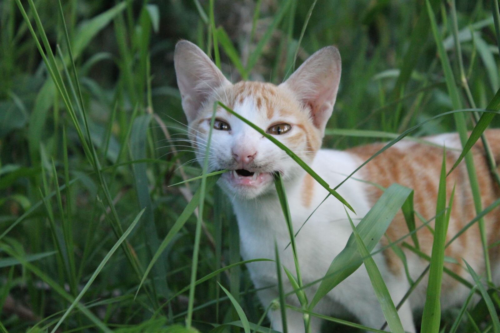 Canon EOS 1100D (EOS Rebel T3 / EOS Kiss X50) sample photo. Animal, cute, nature photography