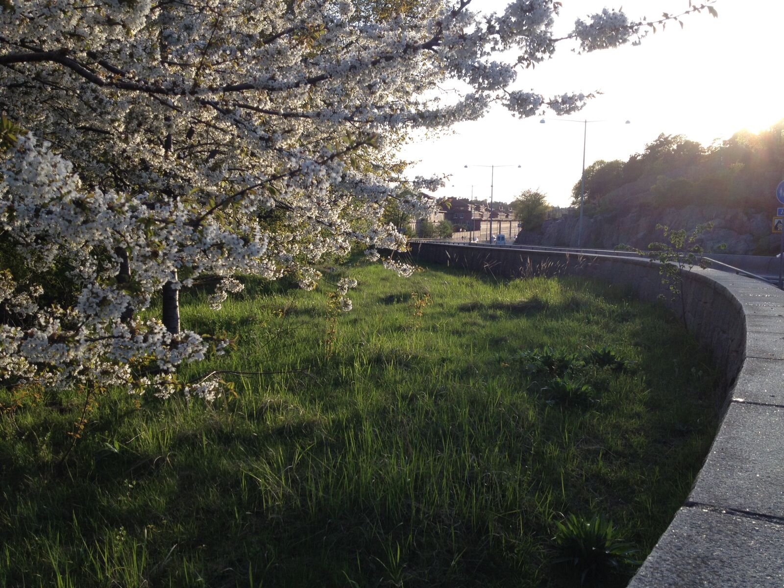 iPhone 4S back camera 4.28mm f/2.4 sample photo. Bloom, tree photography