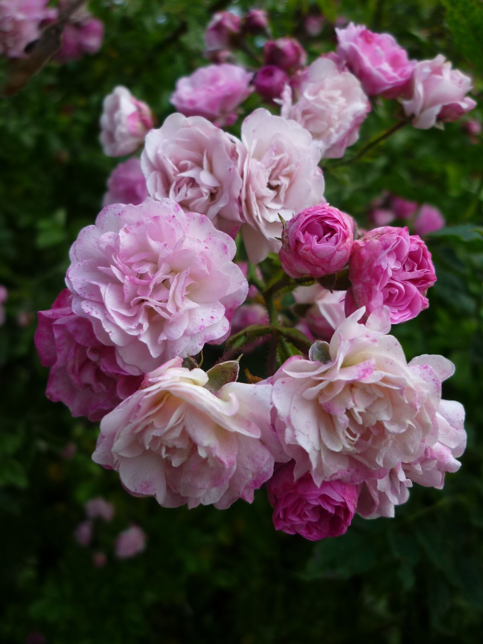 Panasonic Lumix DMC-FS6 sample photo. Roses, flowers, tall shrub photography