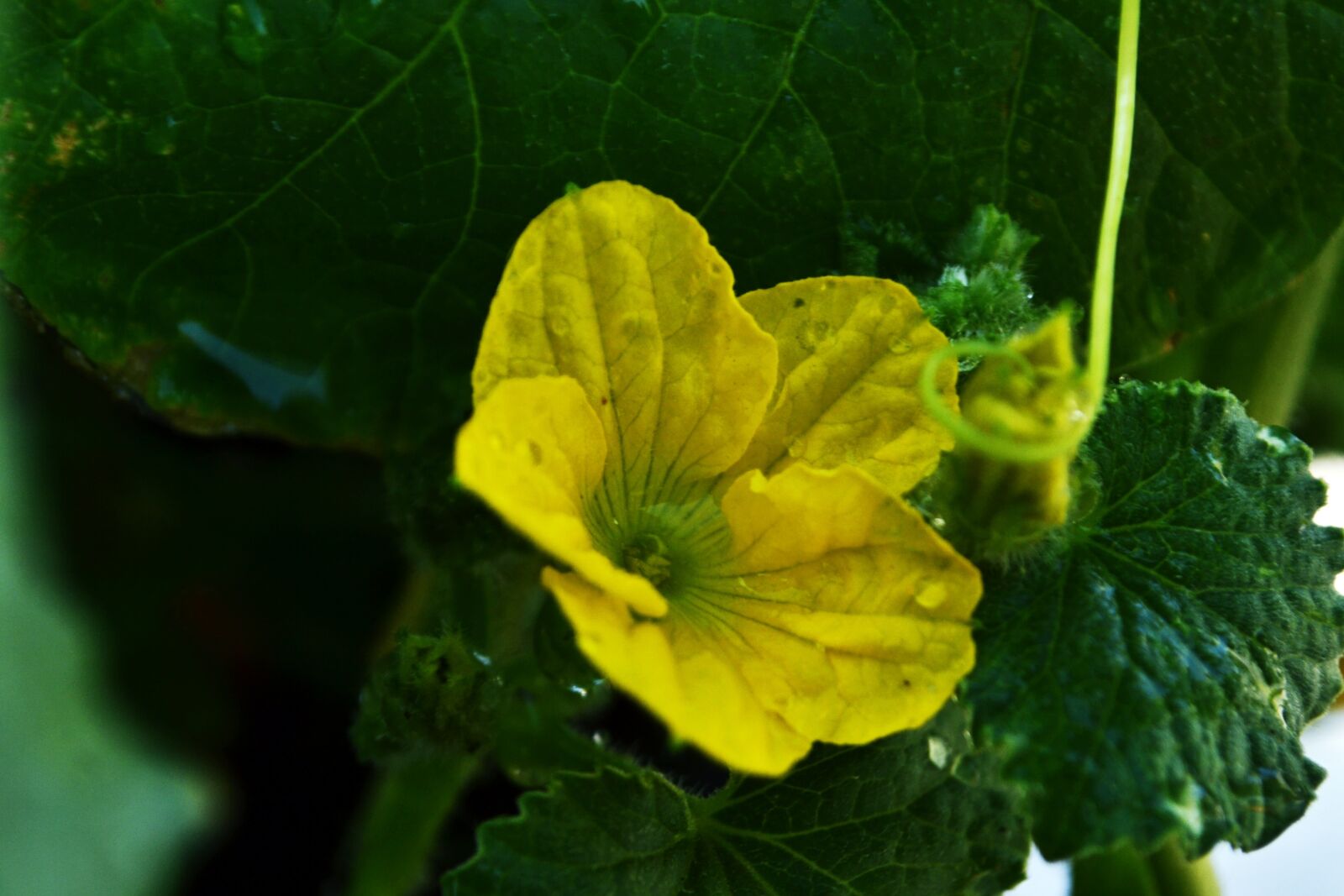 Nikon D3100 sample photo. Flower, bloom, yellow photography