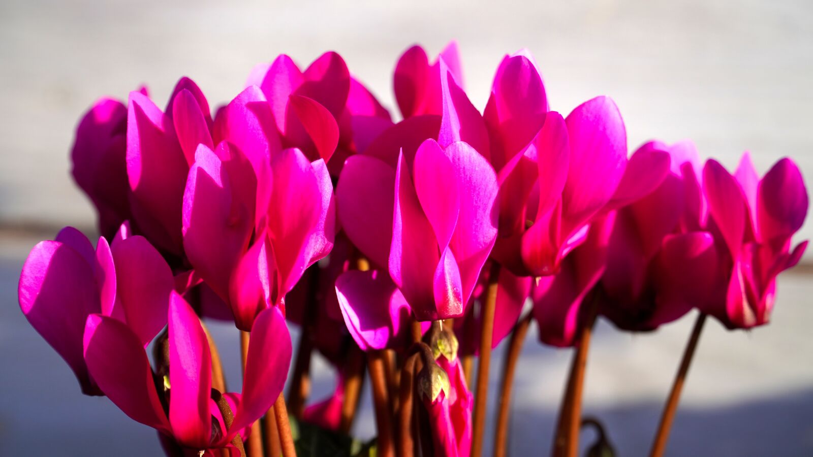 Sony E PZ 18-105mm F4 G OSS sample photo. Cyclamen, violet, blossom photography