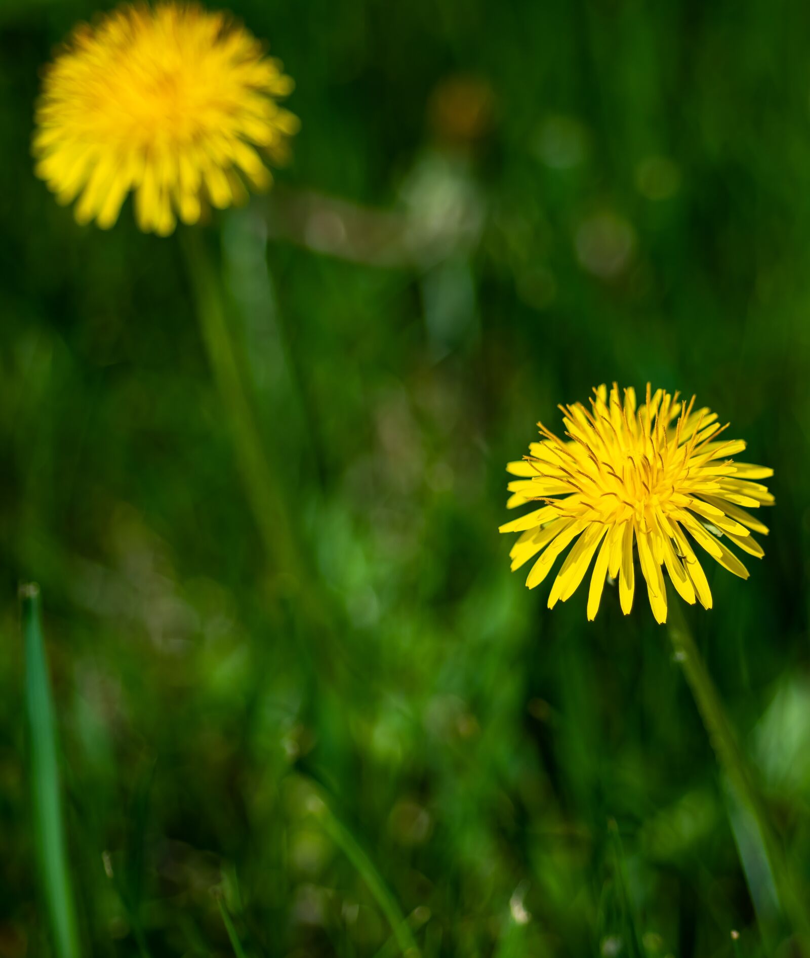 Nikon D500 sample photo. Grass, green, dandelion photography