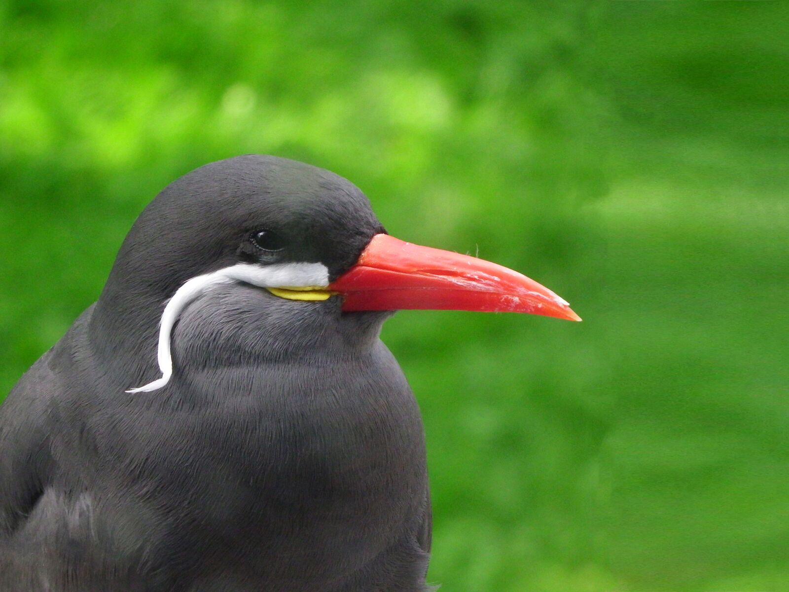 Fujifilm FinePix S1 sample photo. Bird, field, nature photography