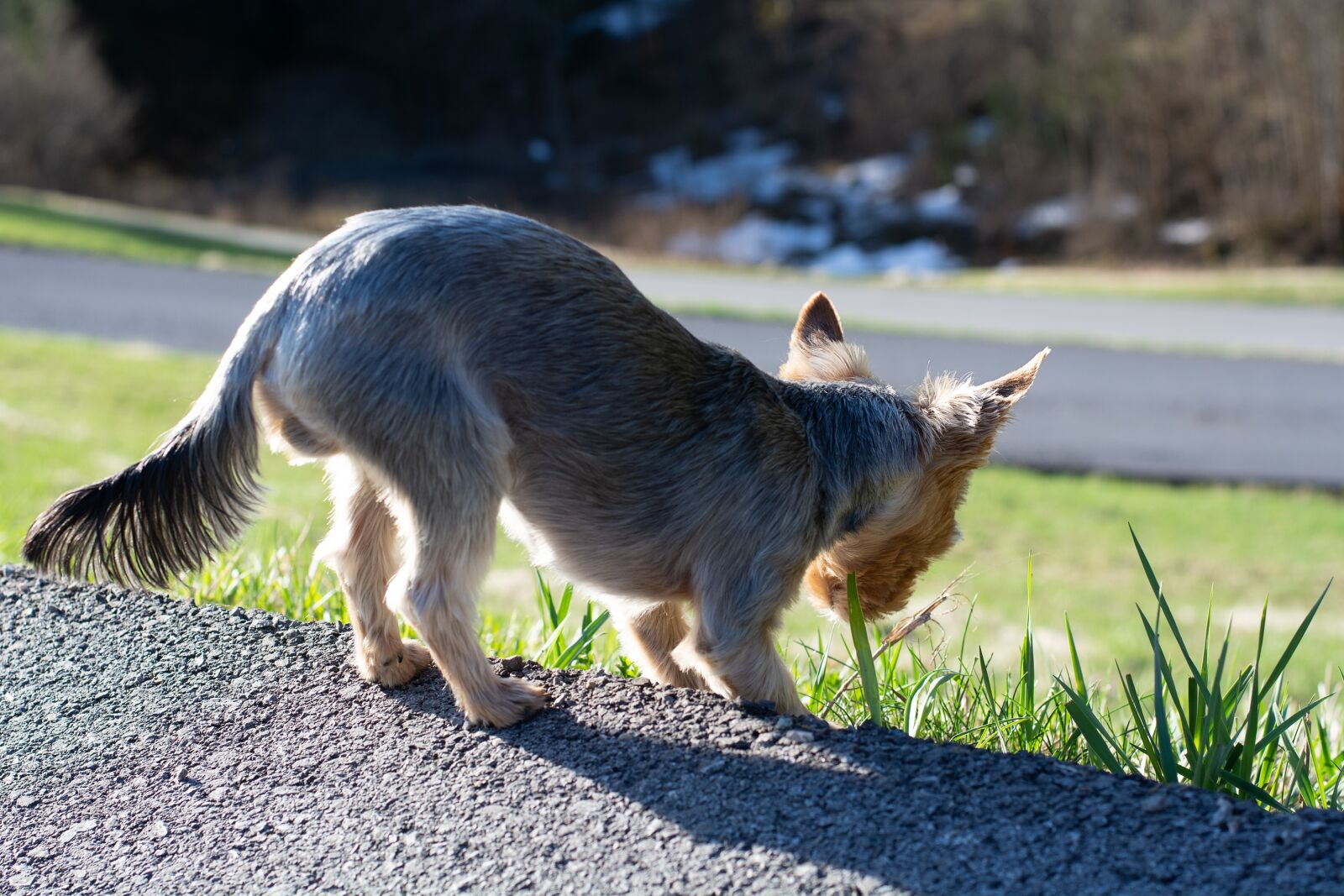 Nikon D7100 sample photo. Dog, small dog, yorki photography