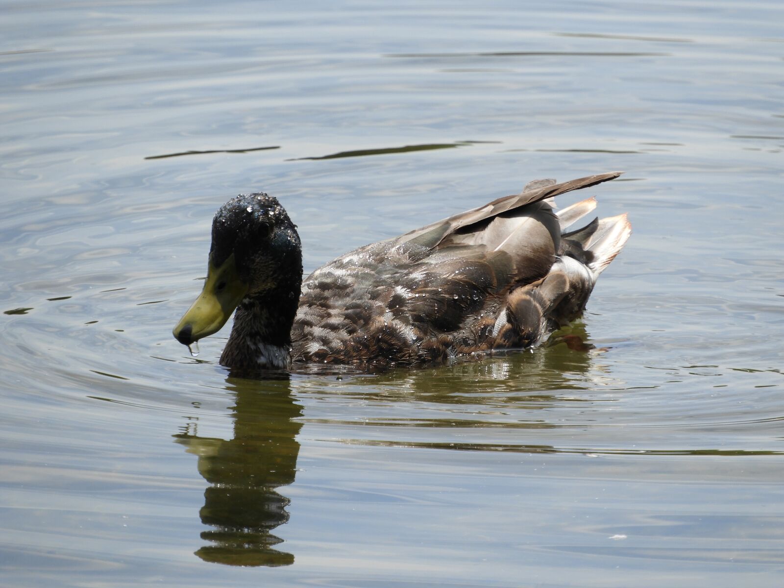 Nikon Coolpix B700 sample photo. Water bird, duck, duck photography