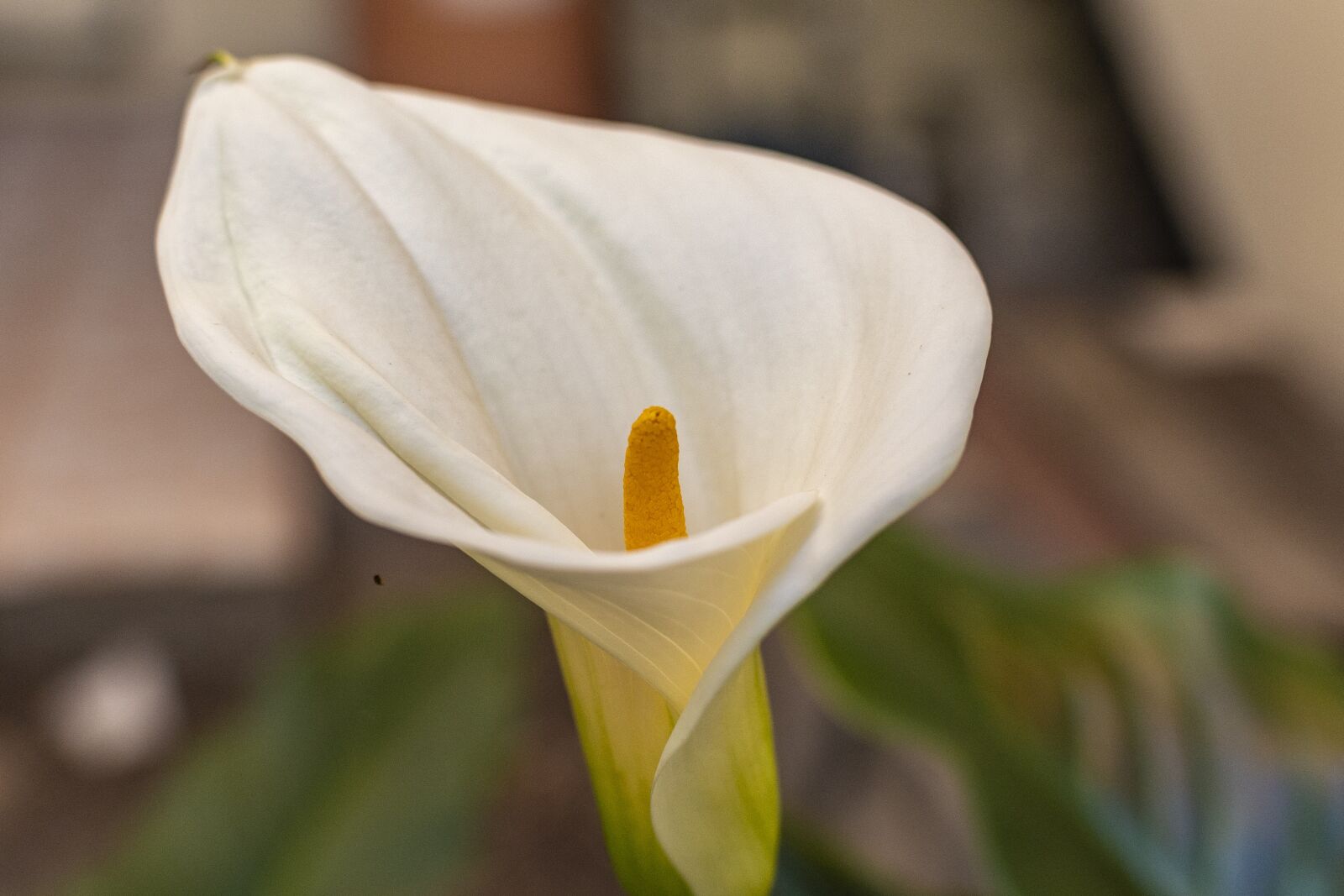 Nikon D600 sample photo. Flower, nature, flowers photography