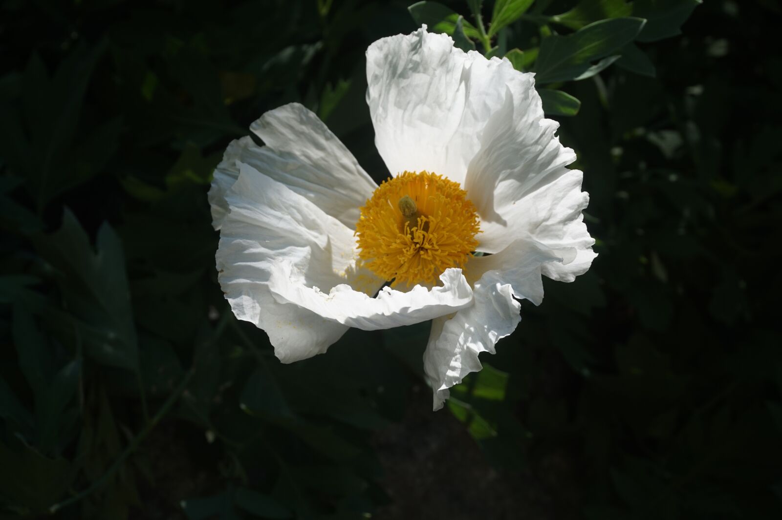 Sony Alpha a5000 (ILCE 5000) sample photo. Flower, white flower, nature photography