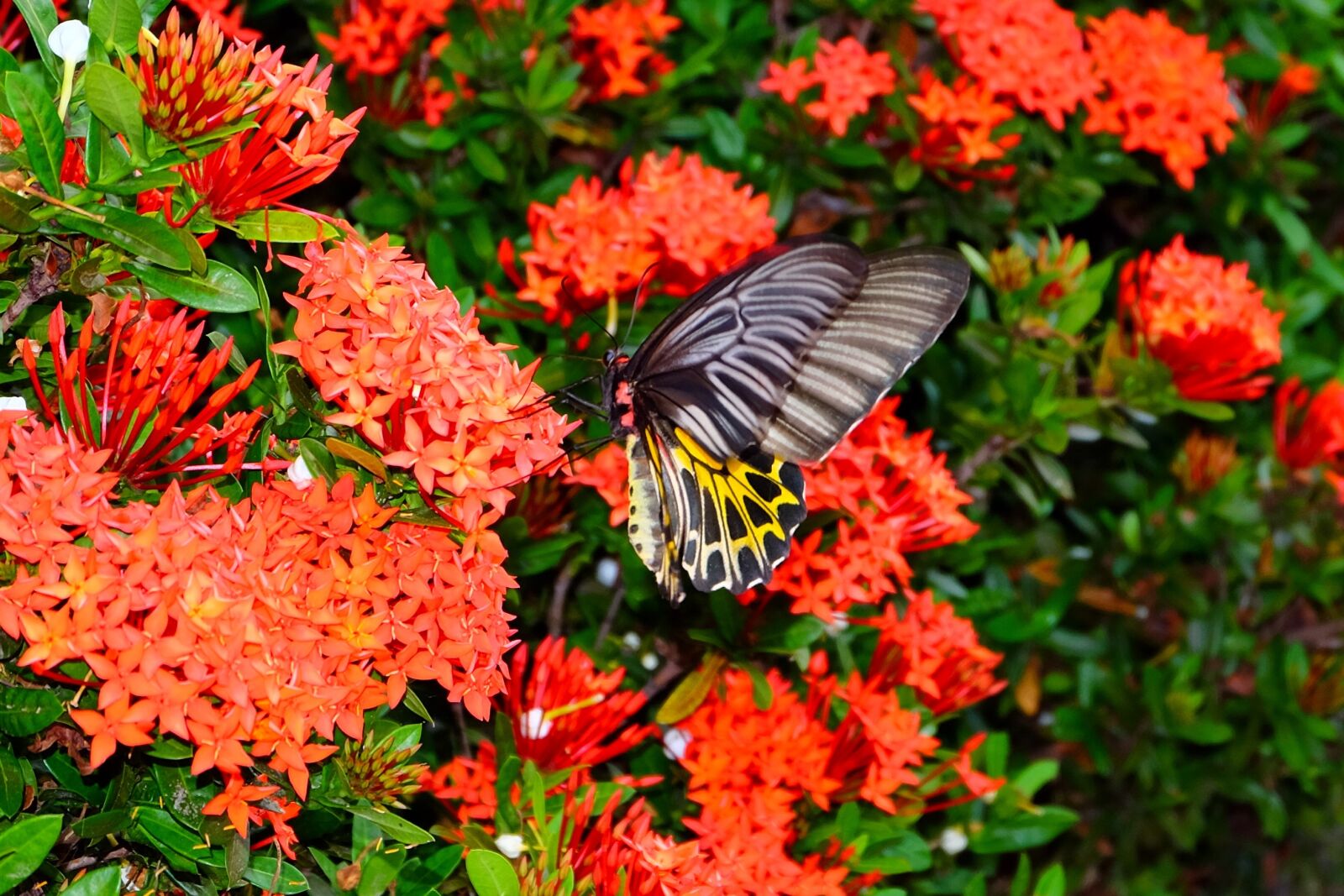 Fujifilm X-E2 sample photo. Butterfly, flower butterfly, flower photography