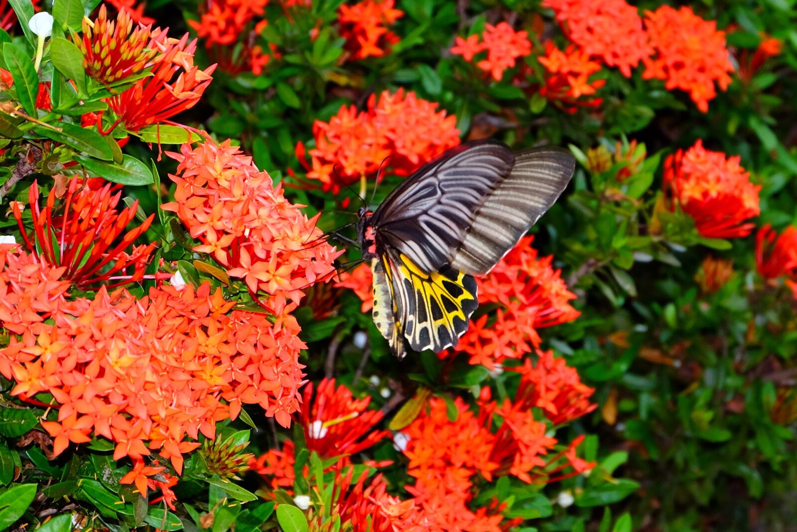 Fujifilm X-E2 + Fujifilm XC 16-50mm F3.5-5.6 OIS II sample photo. Butterfly, flower butterfly, flower photography