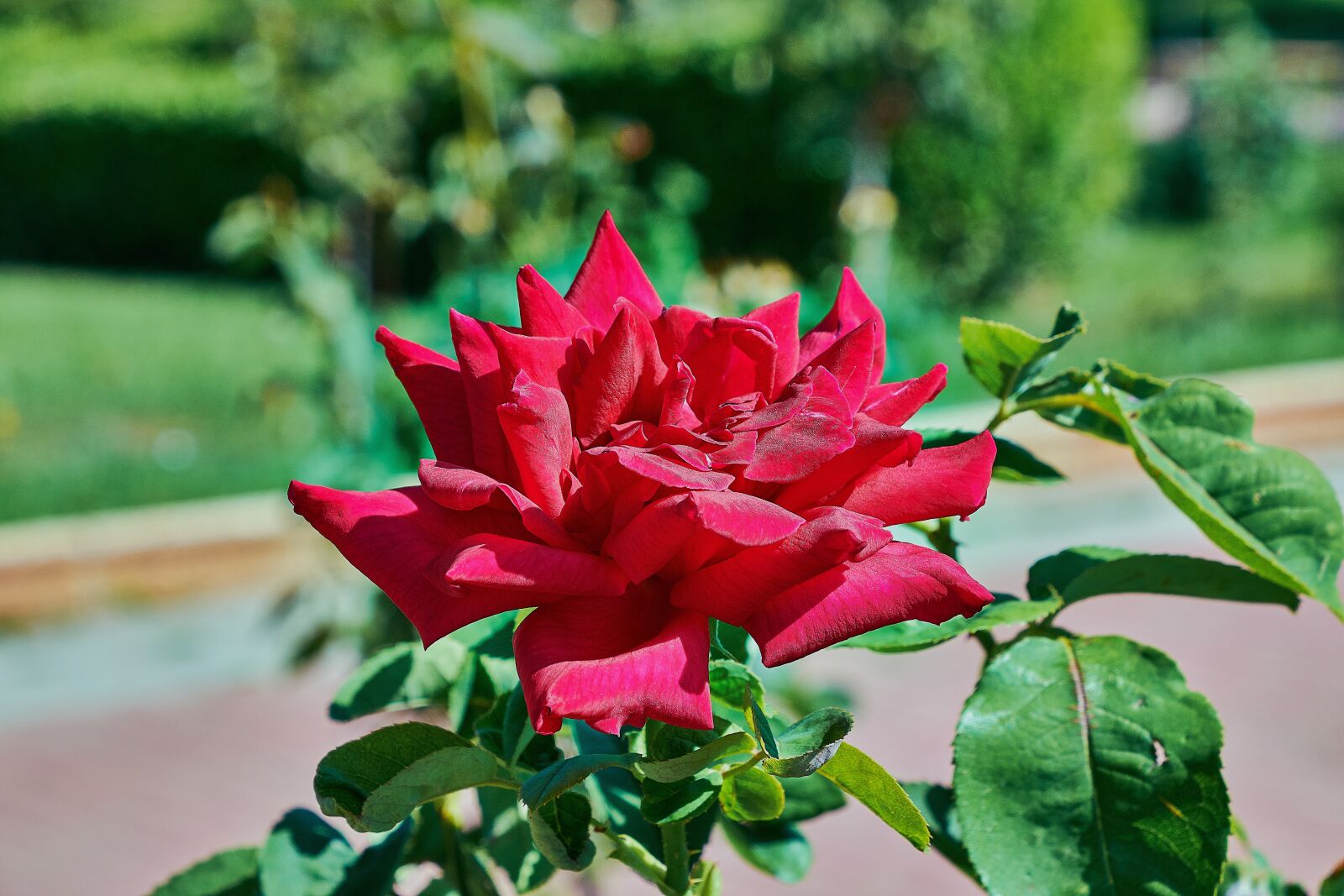 Nikon D7200 sample photo. Rosa, red, leaves photography