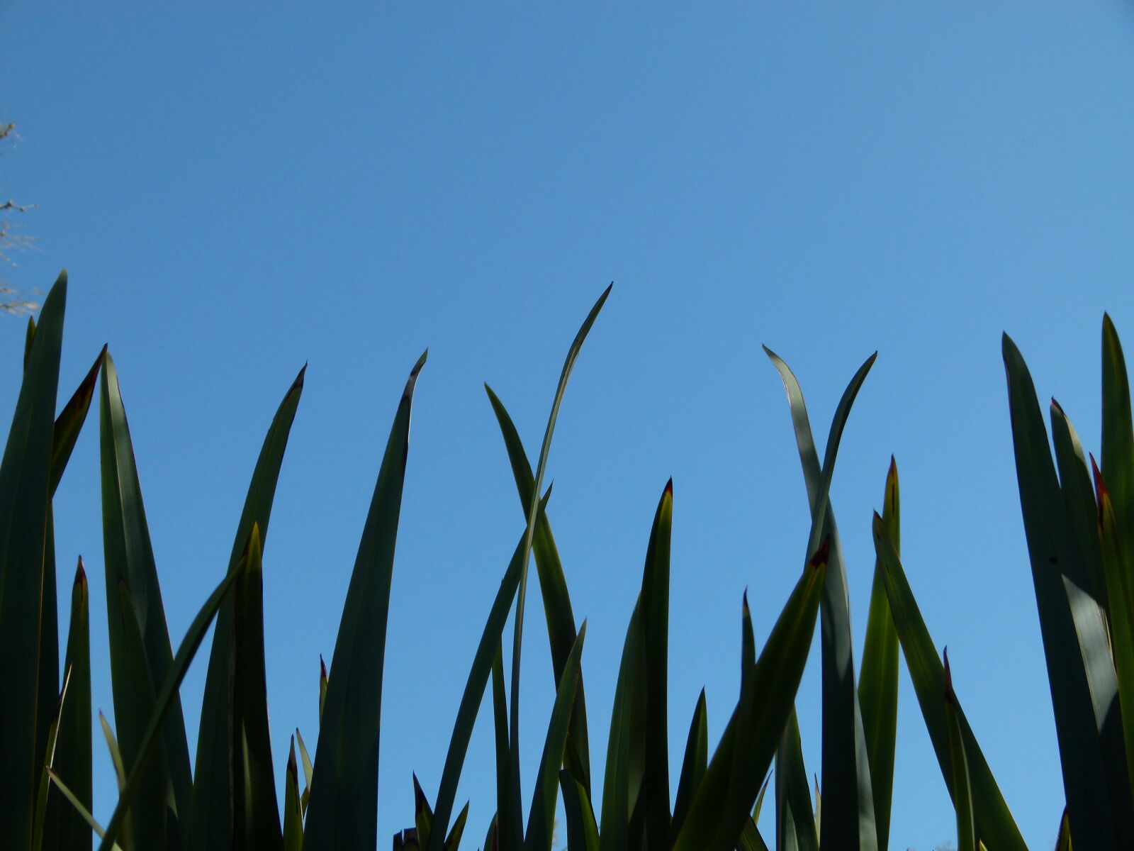 Panasonic Lumix DMC-FZ100 sample photo. Blue, sky, bright, day photography