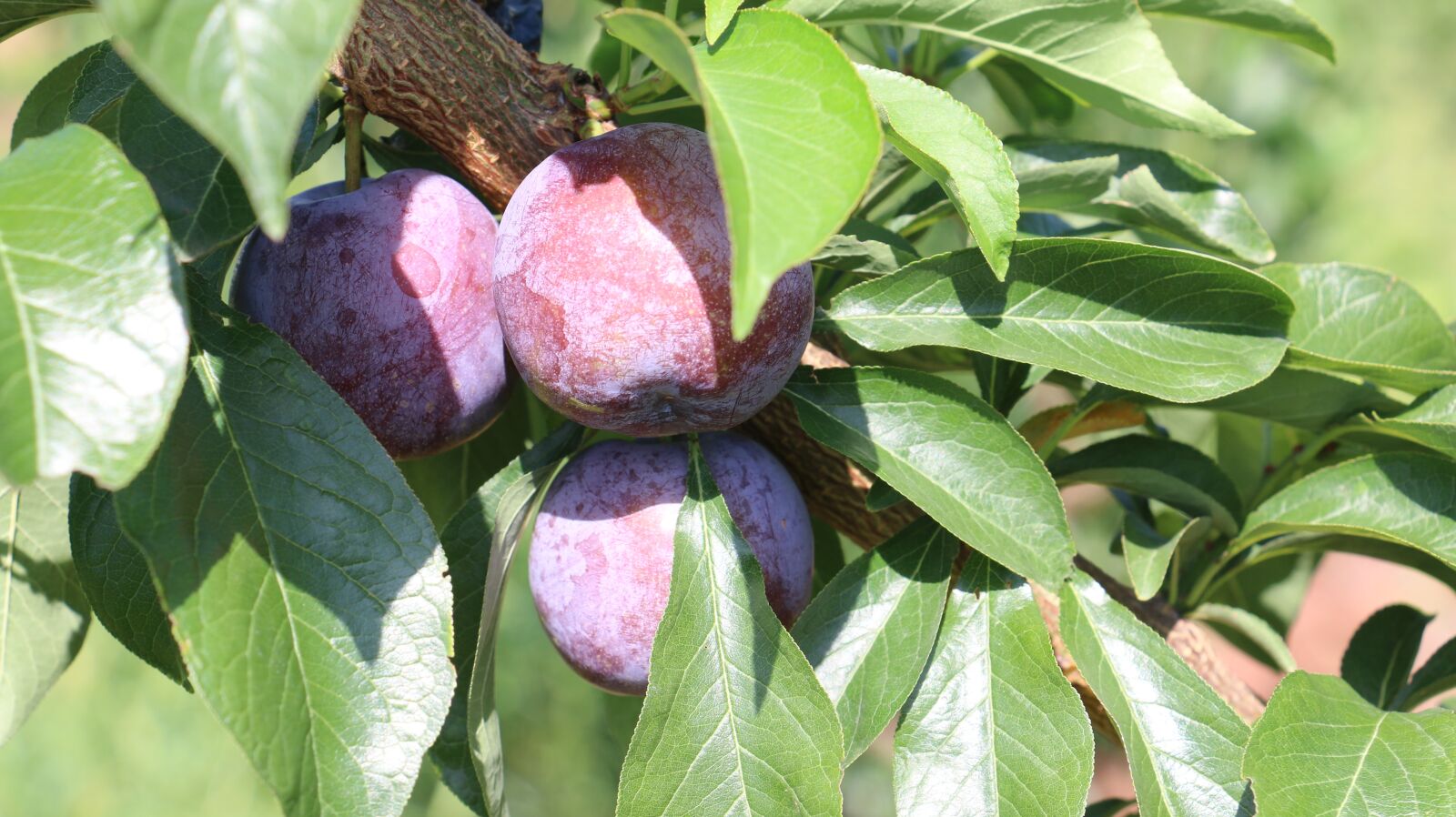 Canon EOS 70D sample photo. Plum, fruit, red plums photography
