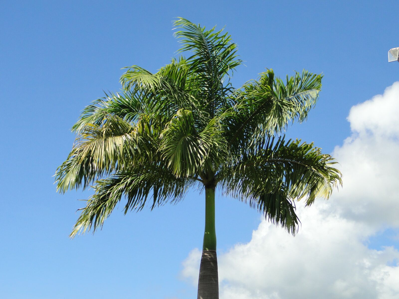 Sony Cyber-shot DSC-HX1 sample photo. Palm tree, nature, beach photography
